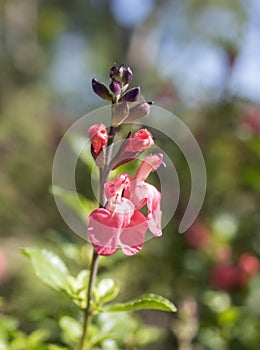 Salvia microphylla in garden