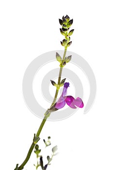 Salvia microphylla in studio