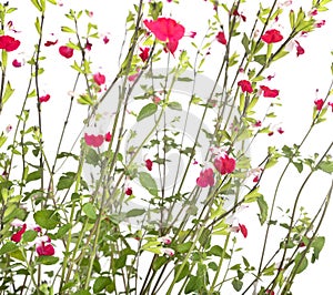 Salvia microphylla in studio