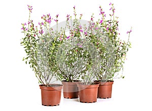 Salvia microphylla in studio