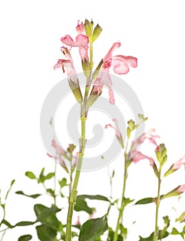 Salvia microphylla in studio