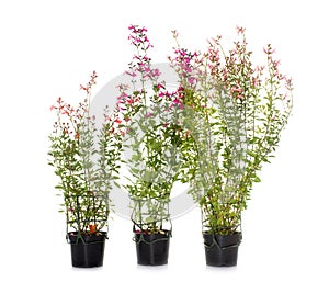 Salvia microphylla in studio