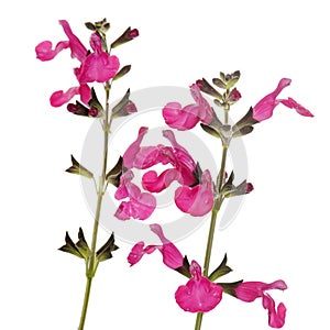 Salvia microphylla in studio