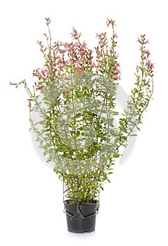 Salvia microphylla in studio