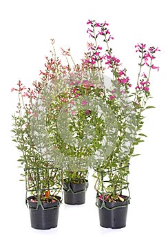 Salvia microphylla in studio