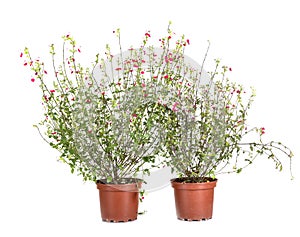 Salvia microphylla in studio