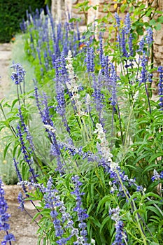 Salvia nemerosa blue flowers