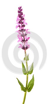 Salvia nemorosa flower
