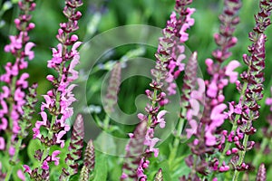 Salvia nemorosa is good winter-hardy salvia`s and beautiful flowering border plant