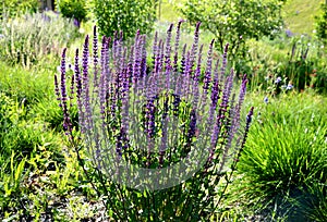 Salvia nemorosa lush flower bed with sage blue and purple flower color combined with ornamental grasses lush green color perennial