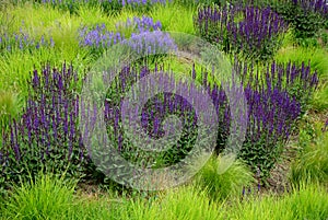 Salvia nemorosa lush flower bed with sage blue and purple flower color combined with ornamental grasses lush green color perennial