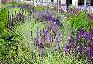 Salvia nemorosa lush flower bed with sage blue and purple flower color combined with ornamental grasses lush green color perennial