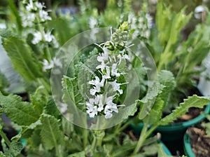 Salvia nemorosa `Sensation White`