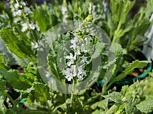 Salvia nemorosa `Sensation White`