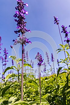 Salvia officinalis