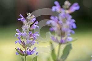 Salvia officinalis evergreen healhty subshrub in bloom, violet purple flowering useful plant