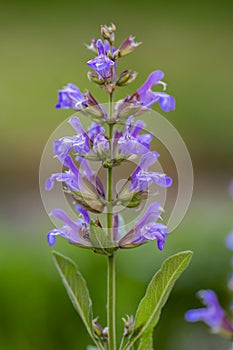 Salvia officinalis evergreen healhty subshrub in bloom, violet purple flowering useful plant