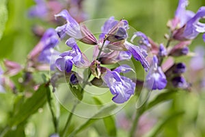 Salvia officinalis evergreen healhty subshrub in bloom, violet purple flowering useful plant