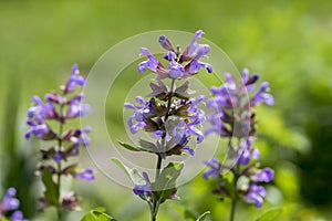 Salvia officinalis evergreen healhty subshrub in bloom, violet purple flowering useful plant