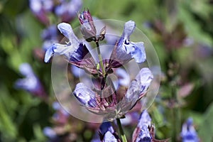 Salvia officinalis photo