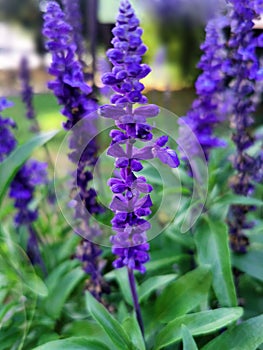 Salvia officinalis. Garden sage flowers.