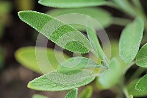 Salvia officinalis. Herbal medicine.