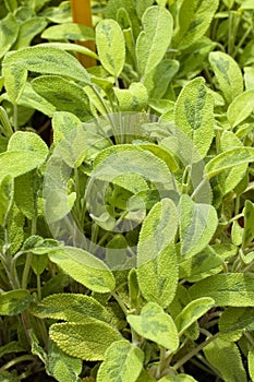 Salvia officinalis L. jecterina photo
