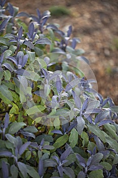 Salvia Sage