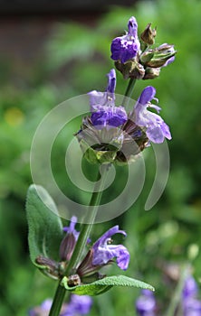 Salvia officinalis in a Natural Setting