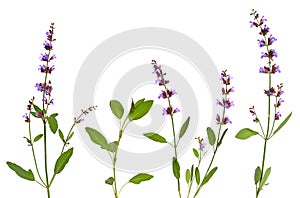 Salvia officinalis plant sage, also called garden sage, common