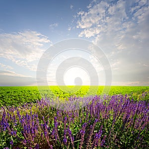 Salvia officinalis prairie flowers among a green fields