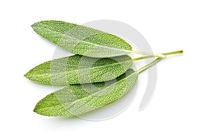 Salvia officinalis. Sage leaves.