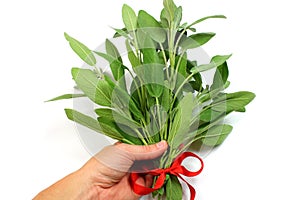 Salvia officinalis, sage leaves in hand  on white background