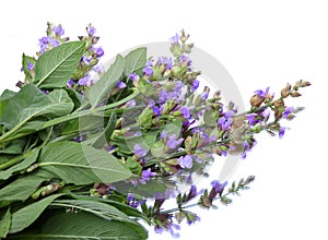 Salvia officinalis. Sage leaves isolated on white background.