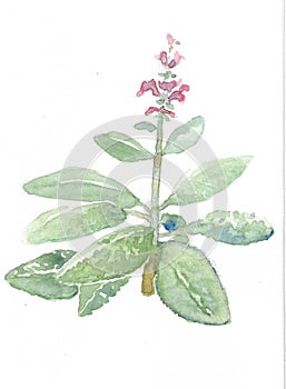 Salvia Officinalis - salvia