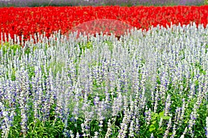 Salvia officinalis, Salvia officinalis in the garden