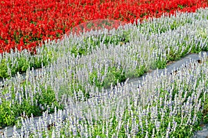 Salvia officinalis, Salvia officinalis in the garden