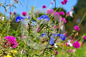 Salvia patens also called called gentian sage photo