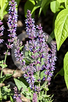 Salvia pratensis `Indigo`