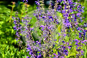 Salvia pratensis. Lythrum. Purple garden flowers