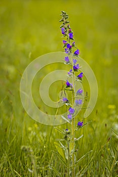 Salvia pratensis or meadow sage