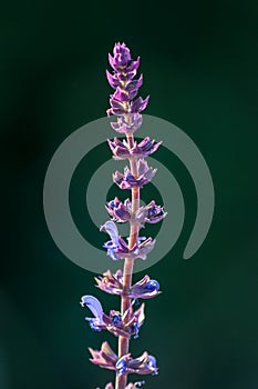 Salvia pratensis purple flower