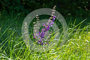 Salvia pratensis sage flowers in bloom, flowering blue violet purple mmeadow clary plants, green grass leaves