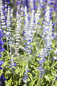 Salvia purple flowers