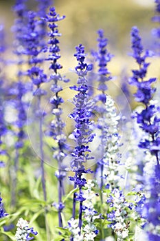 Salvia purple flowers