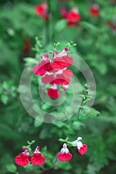 Salvia red \'Hot Lips\' Flowers on overcast day