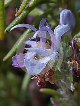 Salvia rosmarinus Romero flower macro