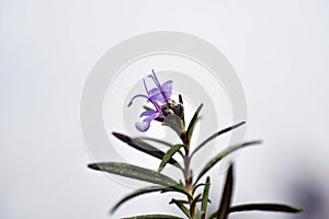 Salvia rosmarinus, rosemary photo