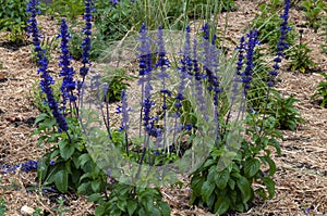 Salvia\'s with purple flower stems in garden