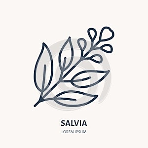 Salvia, sage flat line icon. Medicinal plant leaves vector illustration. Thin sign for herbal medicine, tree branch logo